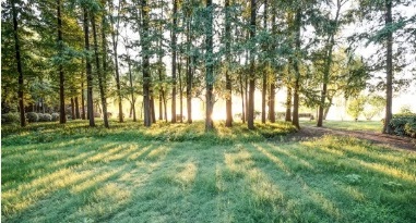 點(diǎn)滴保護(hù)，“森”生不息 | FSC科普小課堂